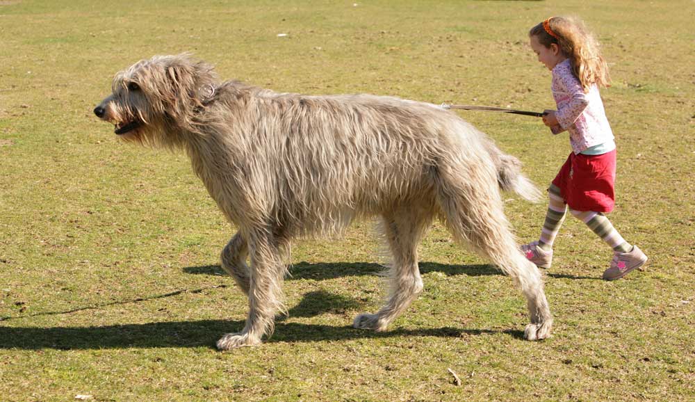 hund-kind-groessenverhaeltnis