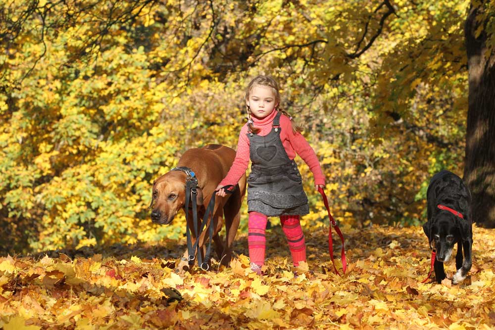 kind-fuert-hund