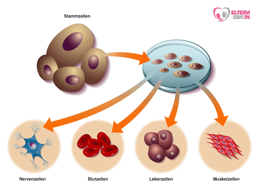 Stammzellen Nabelschnurblut